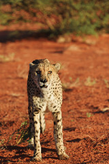 Wall Mural - africa. namibia. cheetah