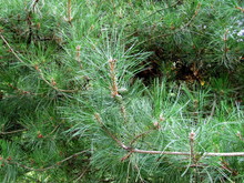 Green Bump On The Cedar Branch