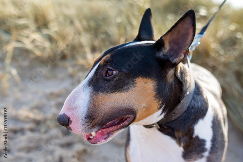 tri color mini bull terrier