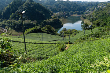 Poster - Tea plantation in the mountaintop