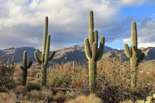 Sabino Canyon - Tucson - USA
