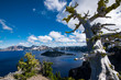 Amazing view of Crater Lake and a whitebark pine in Oregon, United States.