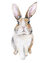 Watercolor Bunny Isolated On White. Easter Rabbit