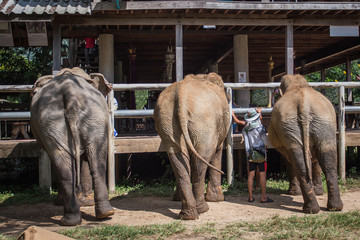 Wall Mural - Elephants in the Nature apark in Chiang Mai