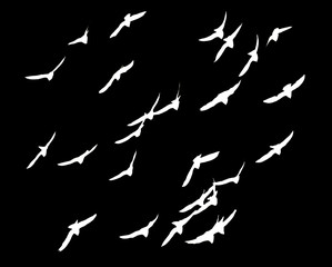  silhouette of a flock of birds on a black background