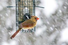 Northern Cardinal (female) At Backyard Birdfeeder In Winter 