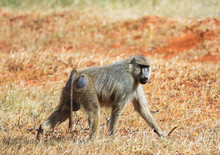 Yellow Baboon - Papio Cynocephalus, Tsavo West, Kenya