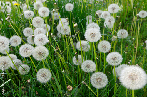 Fototapeta na wymiar White fluffy dandelion filmed nearly a sunny spring day