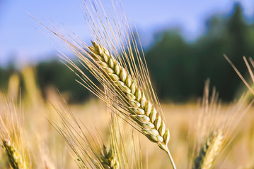 The rye crop (Secale cereale) on the field