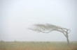 Windblown tree