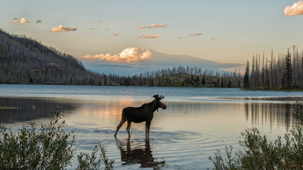 moose standing in montana mountain lake at dusk