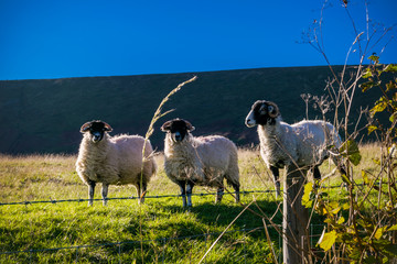 Poster - Three Sheep On The Farm, In distance Pendle Hill, Forest Of  Bowland, England UK