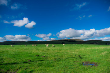 Canvas Print - Farms On English Countryside