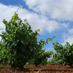 Closeup of vine-stock in the vineyard with blue sky and white clouds 2