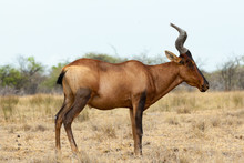 Red Hartebeest Antelope (Alcelaphus Buselaphus Caama Or A. Caama)