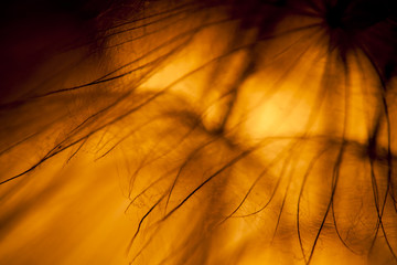 Canvas Print - Abstract composition with dandelion seeds - extreme closeup with soft focus