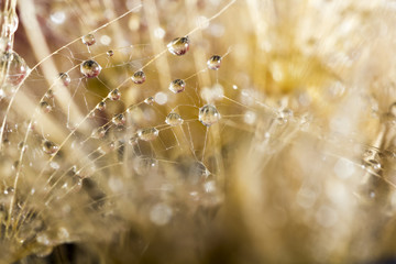 Canvas Print - Macro, abstract composition with colorful water drops on dandelion seeds