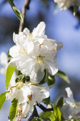 Canvas Print - Spring blooming on apple tree branches