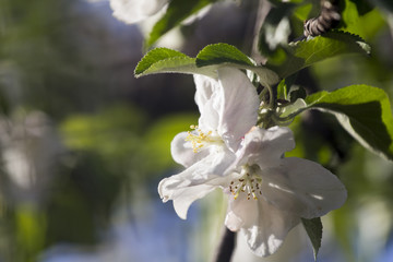 Canvas Print - Spring blooming on apple tree branches