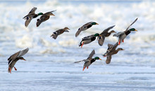 Flock Of Mallard Ducks (Anas Platyrhynchos) Flying.A Group Of Wild Ducks Flying Above Snow And Ice Covered River Danube,in Belgrade,Zemun,Serbia. 