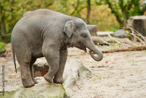 Fotografia Young asian elephant