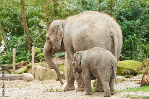 Fotografia Young asian elephant.