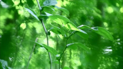 Canvas Print - Green plants, flowers and vegetation with wind blowing, birds singing and other sounds from nature
