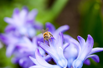 Canvas Print - Colorful hyacinth (Hyacinthus orientale) flowers with details and honey bee