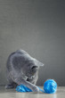 British Blue cat  playing with  ball of yarn