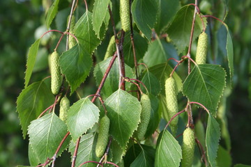 Young leaves and flowers birch, spring season. Close-up photography