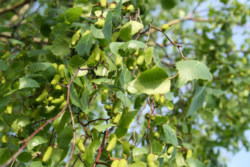 Wall Mural - Young leaves and flowers birch, spring season. Close-up photography