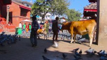 Children Are Playing And Watching Over A Cow On A Typical Asian Street Among Pigeons And Crowds Of Passers-by In The Background