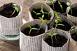 canvas print picture - Junge Tomatenpflanzen in Papiertöpfen