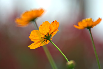 Orange flower with a colorful background