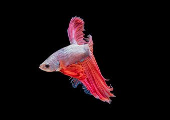 Wall Mural - Betta fish, moving moment of Siamese fighting fish isolated on b