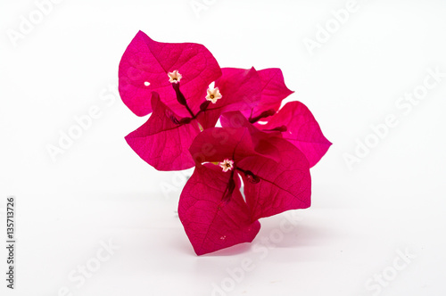 Fotografía Red bougainvillea flower isolated on white background.