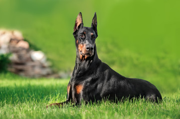 Doberman relaxing on grass