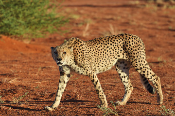 Wall Mural - africa. namibia. cheetah