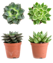 Set Of Pot Plant Echeveria Different Types Isolated On A White B