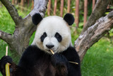 Fototapeta Zwierzęta - Panda géant en train de manger