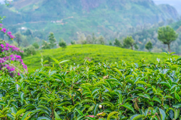 Canvas Print - The highland tea, Nuwara Eliya, Sri Lanka