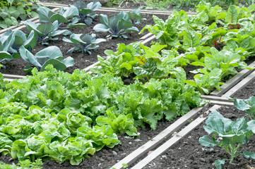 Lettuce and red cabbage plants on a vegetable garden ground