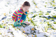 Little Girl With Crocus Flowers Under Snow In Spring