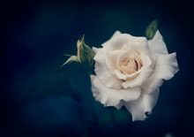 Beautiful White Rose With Buds On A Dark Blue Background