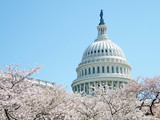 Washington cherry blossom in front of dome April 2010