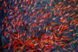 Koi fishes Vietnam