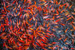 Koi fishes Vietnam