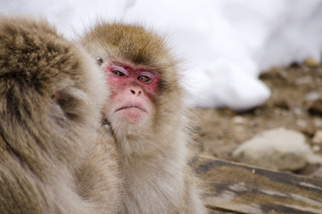 Monkeys Being Groomed