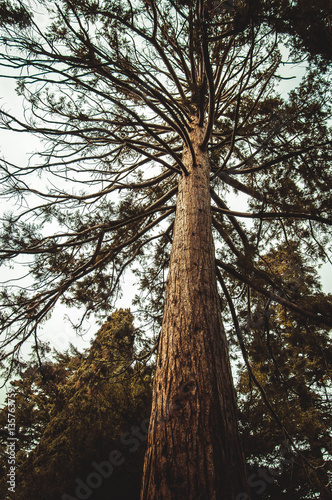 Giant Sequoia Is One Of The Tallest Trees On Earth They Reach 80