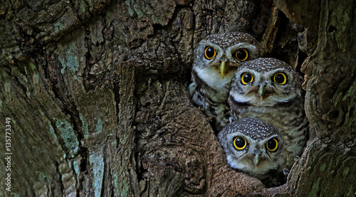 Fotografía Bird, Owl, Three Spotted owlet (Athene brama) in tree hollow,Bird of Thailand